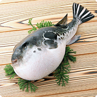 Рыба фугу